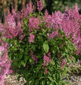 Bron and Sons Syringa x pres. 'Jeftin' #2 FE Pinktini™ Lilac