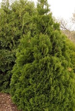 Bron and Sons Thuja occidentalis 'Holmstrup' #5 Cedar