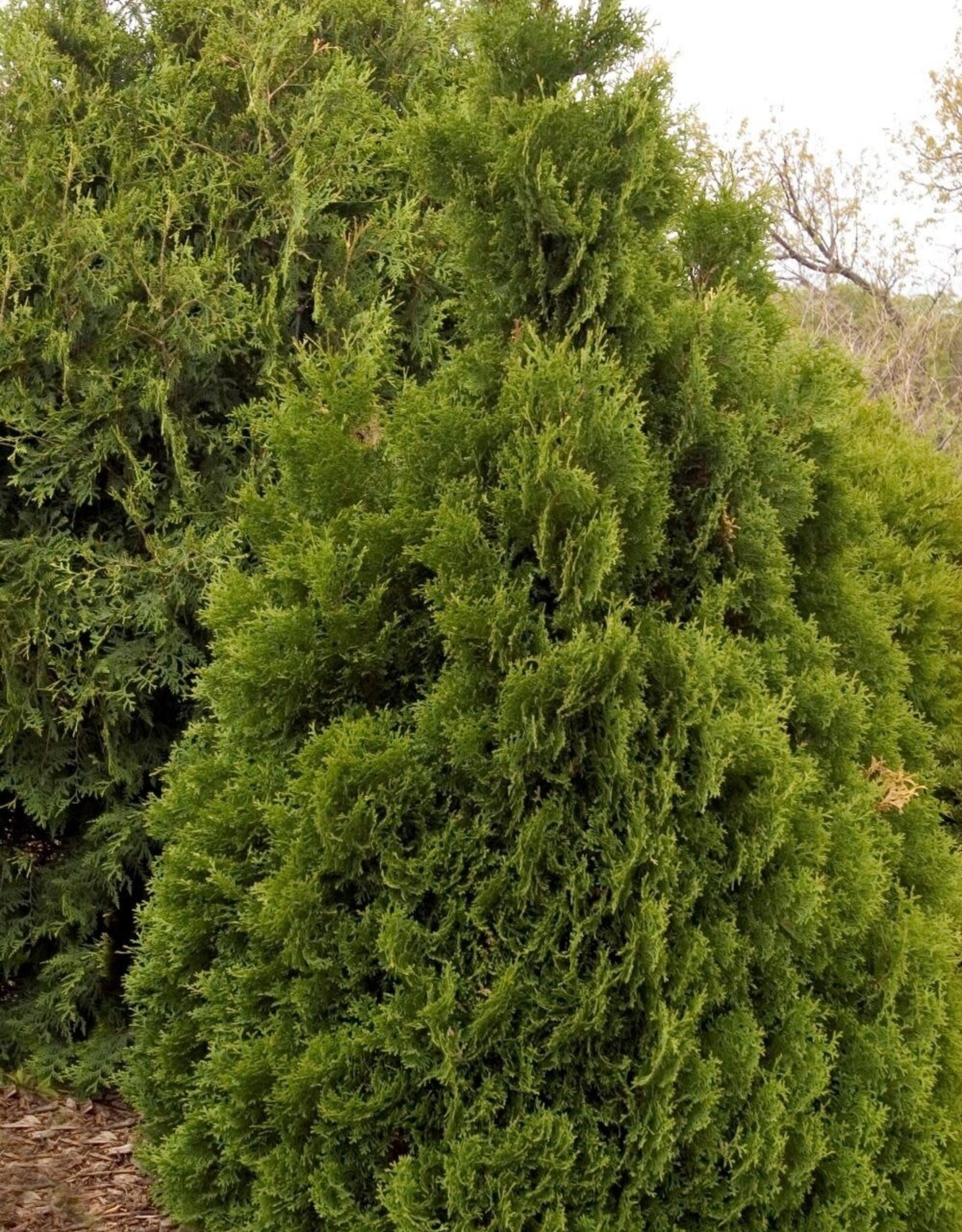 Bron and Sons Thuja occidentalis 'Holmstrup' #5 Cedar
