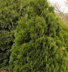 Bron and Sons Thuja occidentalis 'Holmstrup' #5 Cedar