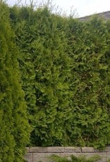 Bron and Sons Thuja occidentalis 'Smaragd' #10 HT 1.25m Emerald Cedar BnS