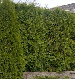Bron and Sons Thuja occidentalis 'Smaragd' #10 HT 1.25m Emerald Cedar BnS