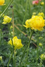 Bron and Sons Trollius eur. f. compactus 'Lemon Supreme' #1