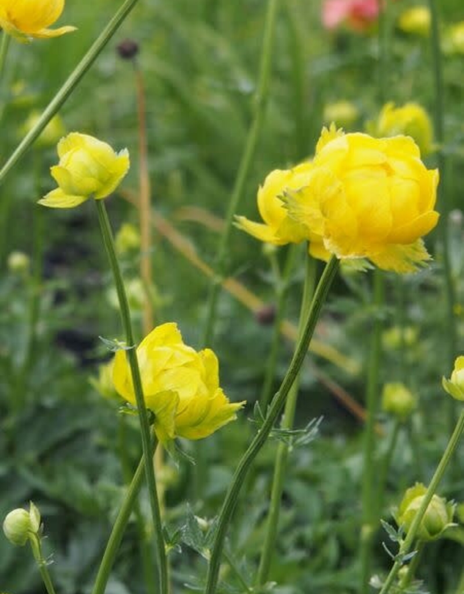 Bron and Sons Trollius eur. f. compactus 'Lemon Supreme' #1