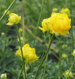 Bron and Sons Trollius eur. f. compactus 'Lemon Supreme' #1