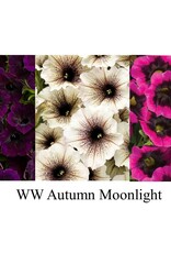 Proven Winners Annual Hanging Basket- WW Autumn Moonlight  12 inch