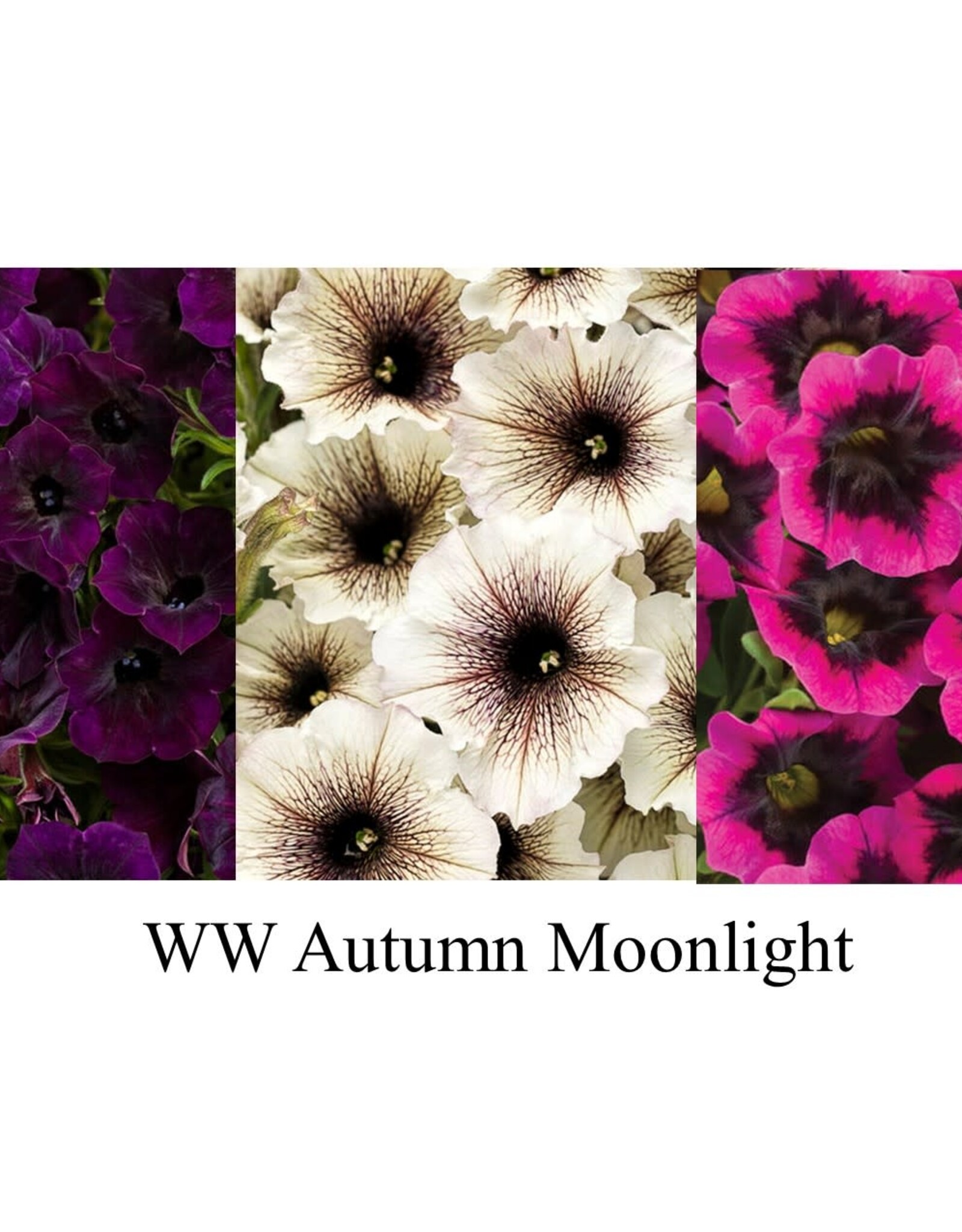 Proven Winners Annual Hanging Basket- WW Autumn Moonlight  12 inch