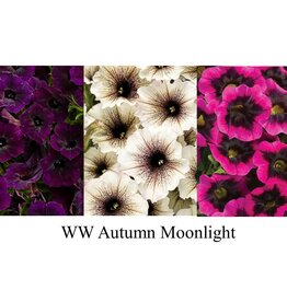 Proven Winners Annual Hanging Basket- WW Autumn Moonlight  12 inch
