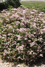 Bron and Sons Spiraea japonica 'Little Princess' Spirea #2