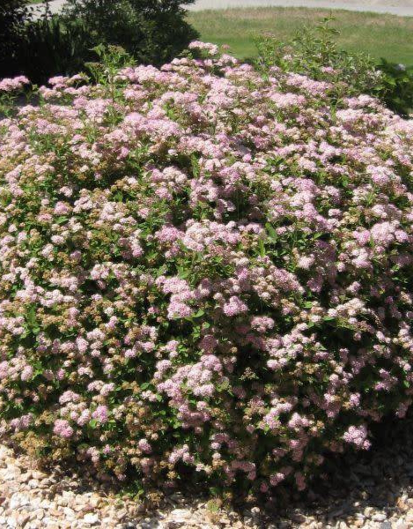Bron and Sons Spiraea japonica 'Little Princess' Spirea #2