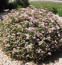 Bron and Sons Spiraea japonica 'Little Princess' Spirea #2