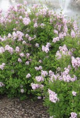 Bron and Sons Syringa meyeri 'Palibin' #2 Dwarf Korean Lilac