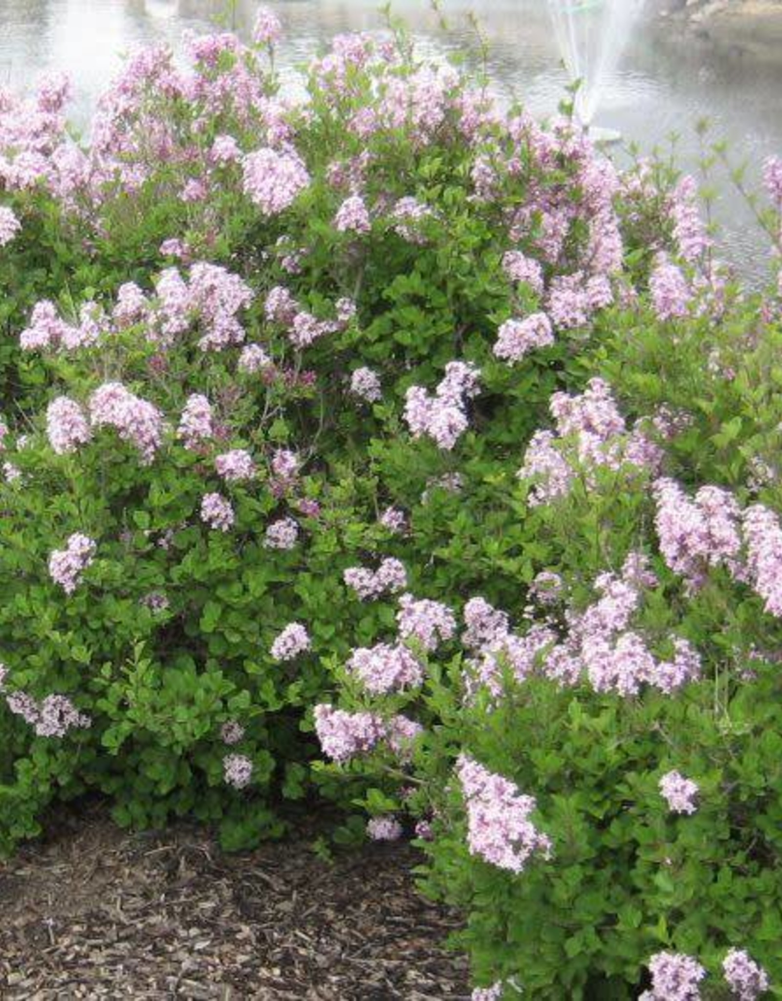 Bron and Sons Syringa meyeri 'Palibin' #2 Shrub  -Dwarf Korean Lilac