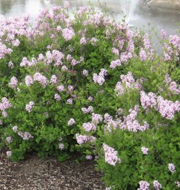 Bron and Sons Syringa meyeri 'Palibin' #2 Shrub  -Dwarf Korean Lilac