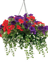 Proven Winners Annual Hanging Basket- Spirit of America 12 inch-2026 PRE-BOOK