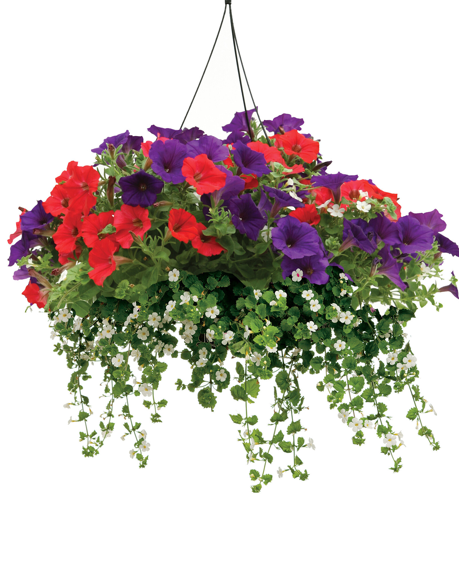 Proven Winners Annual Hanging Basket- Spirit of America 12 inch-2026 PRE-BOOK