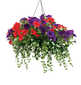 Proven Winners Annual Hanging Basket- Spirit of America 12 inch-2026 PRE-BOOK