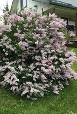 Bron and Sons Syringa patula 'Miss Kim' #5 Korean Lilac