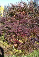 Bron and Sons Syringa patula 'Miss Kim' #5 Korean Lilac