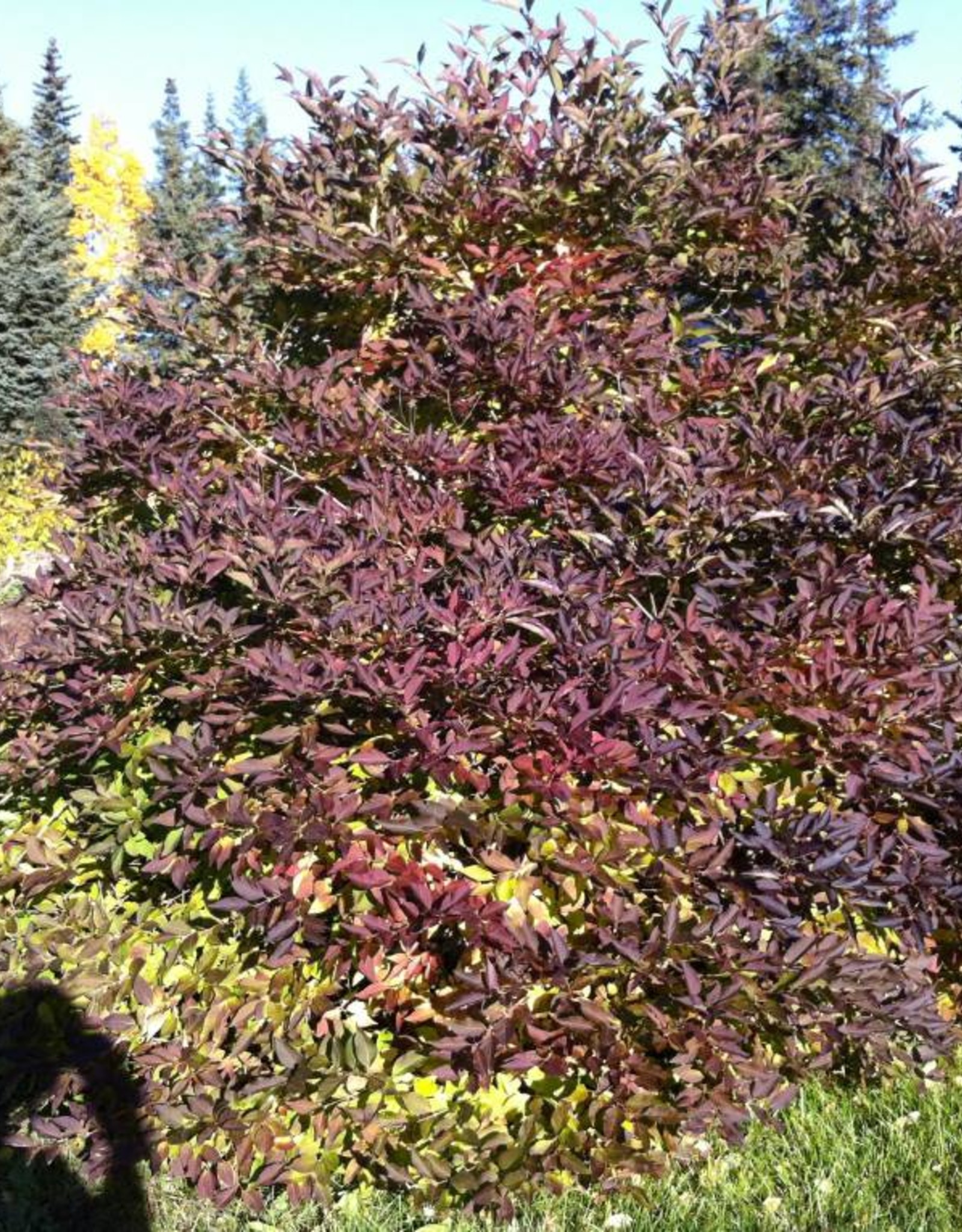 Bron and Sons Syringa patula 'Miss Kim' #5 Korean Lilac