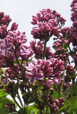 Bron and Sons Syringa v. 'Sensation' #5 French Lilac
