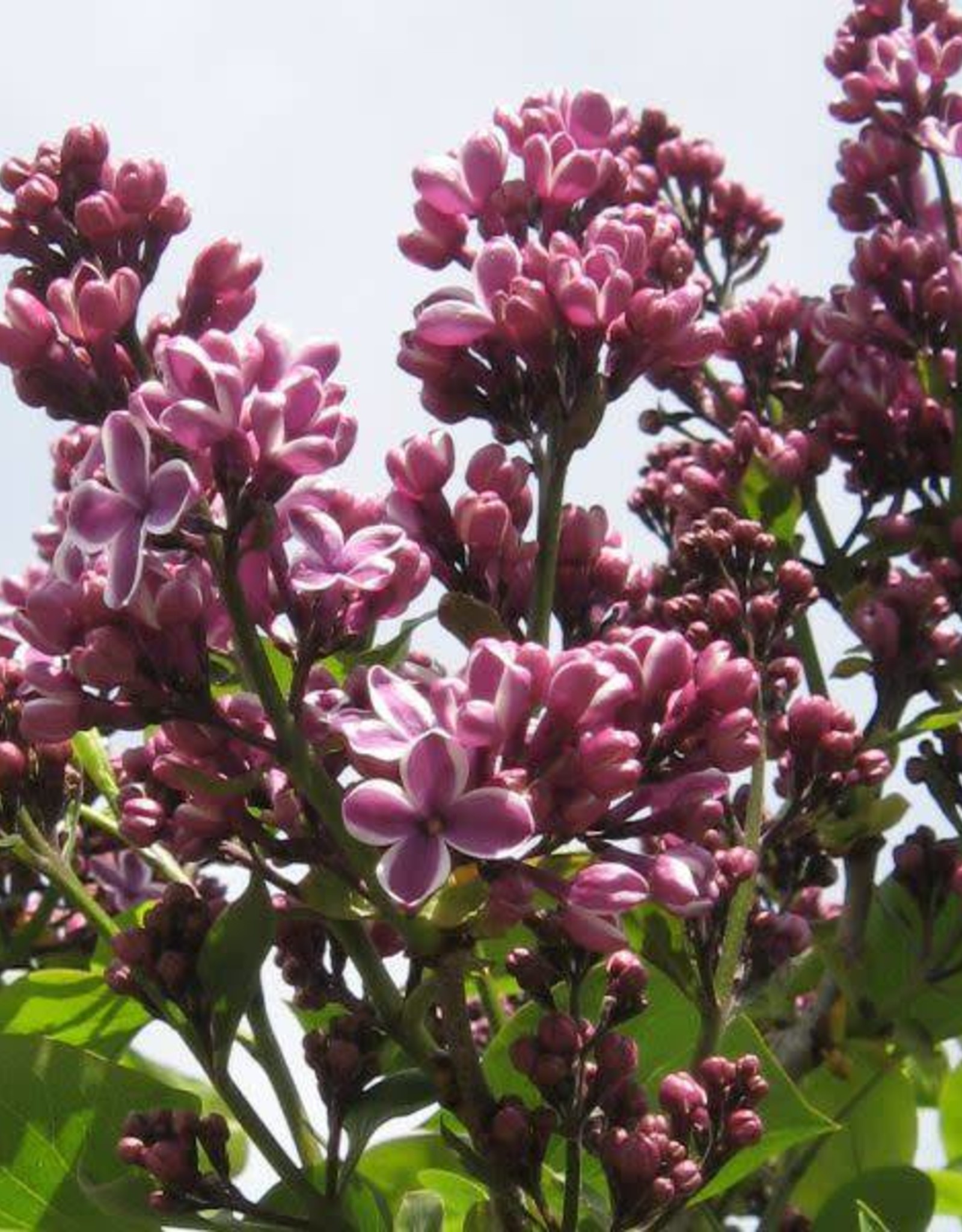 Bron and Sons Syringa v. 'Sensation' #5 French Lilac