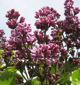 Bron and Sons Syringa v. 'Sensation' #5 French Lilac