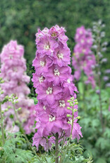 Walters Gardens Delphinium New Zealand 'Mini Pink ' #1