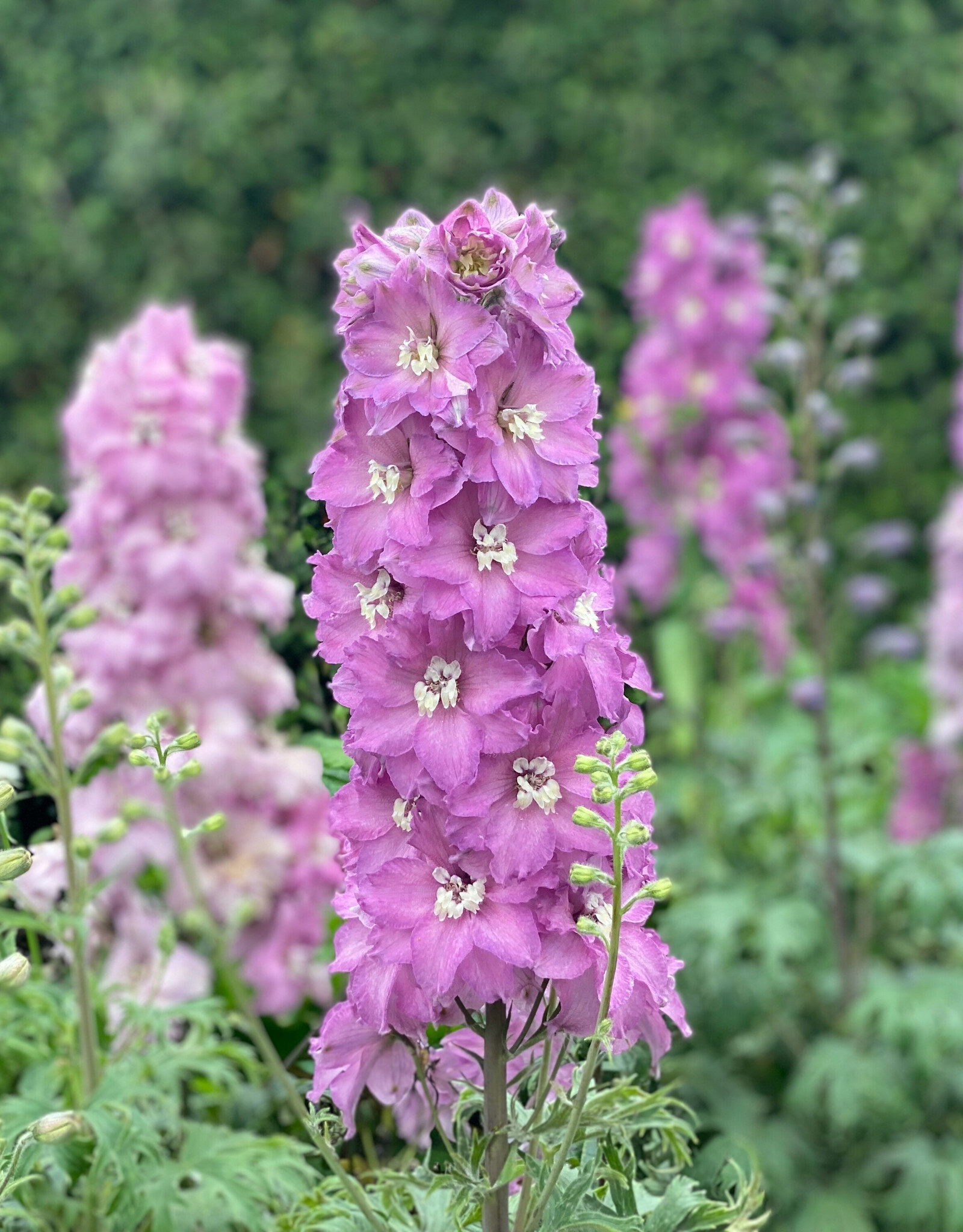 Walters Gardens Delphinium New Zealand 'Mini Pink ' #1