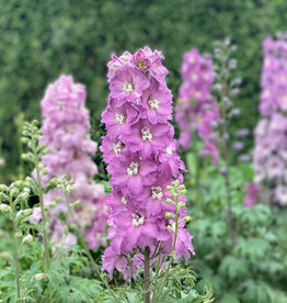 Walters Gardens Delphinium New Zealand 'Mini Pink ' #1