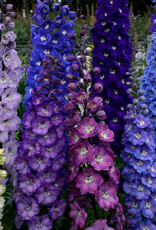 Walters Gardens Delphinium New Zealand' Stars' #1