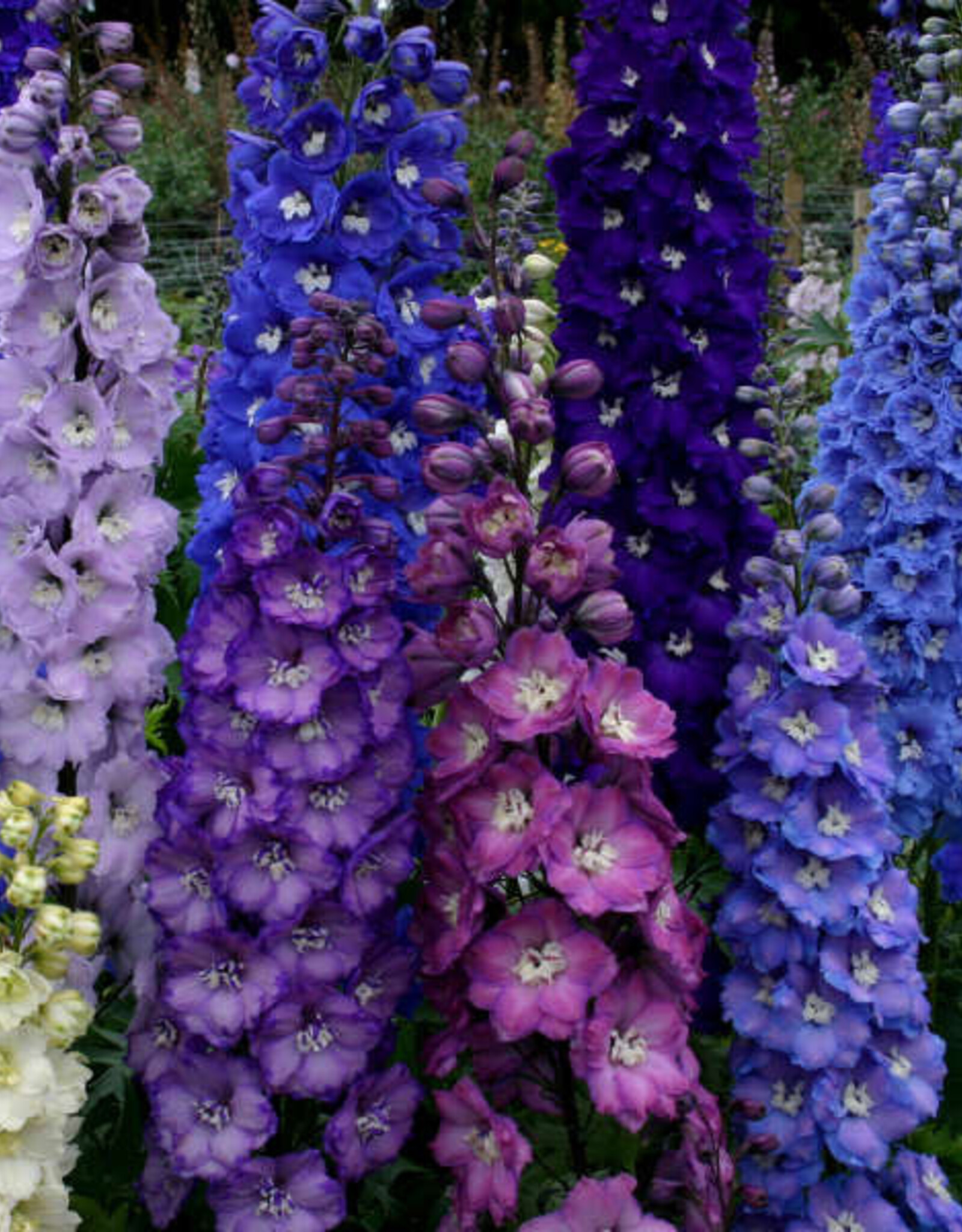 Walters Gardens Delphinium New Zealand' Stars' #1