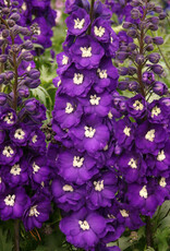 Walters Gardens Delphinium 'Purple Passion' #1 New Zealand Delphiniums