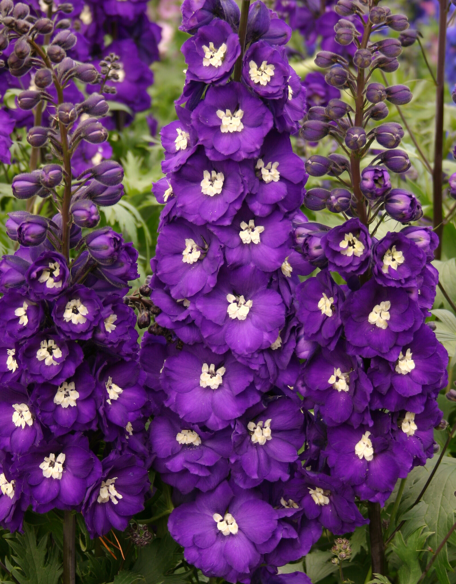 Walters Gardens Delphinium 'Purple Passion' #1 New Zealand Delphiniums