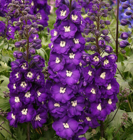 Walters Gardens Delphinium 'Purple Passion' #1 New Zealand Delphiniums