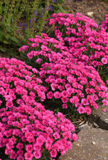 Proven Winners Dianthus 'Paint the Town Fancy' 3.5in PW