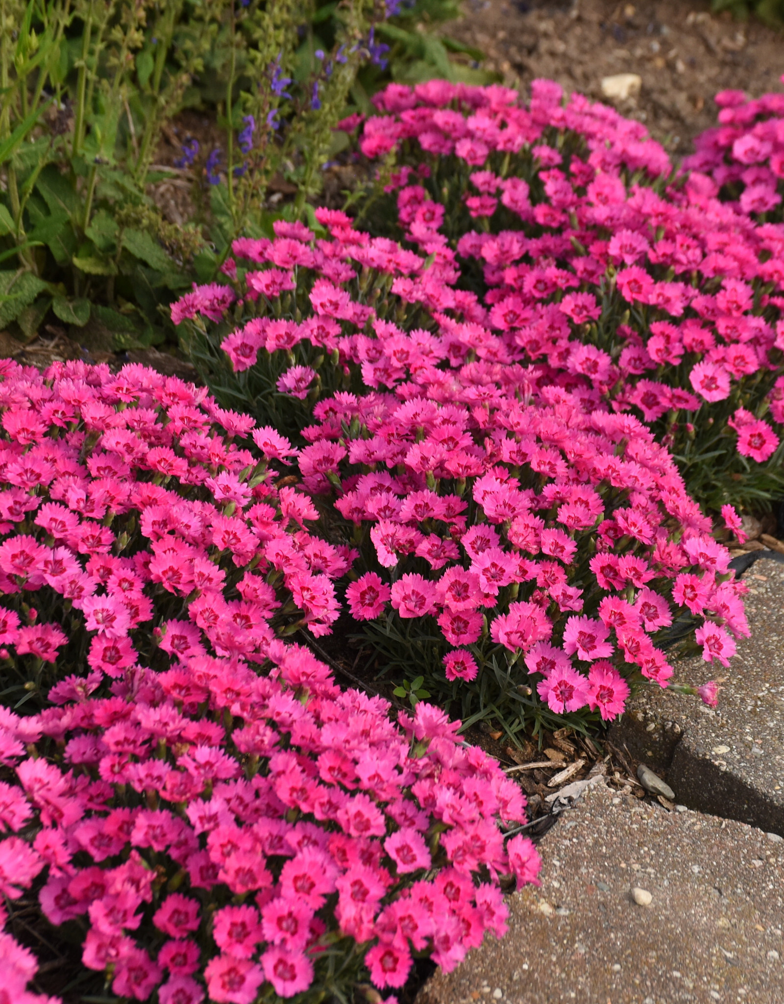 Proven Winners Dianthus 'Paint the Town Fancy' 3.5in PW