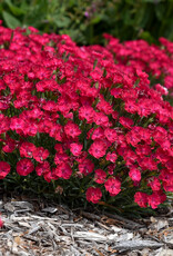 Proven Winners Dianthus 'Paint the Town Red' 3.5in PW