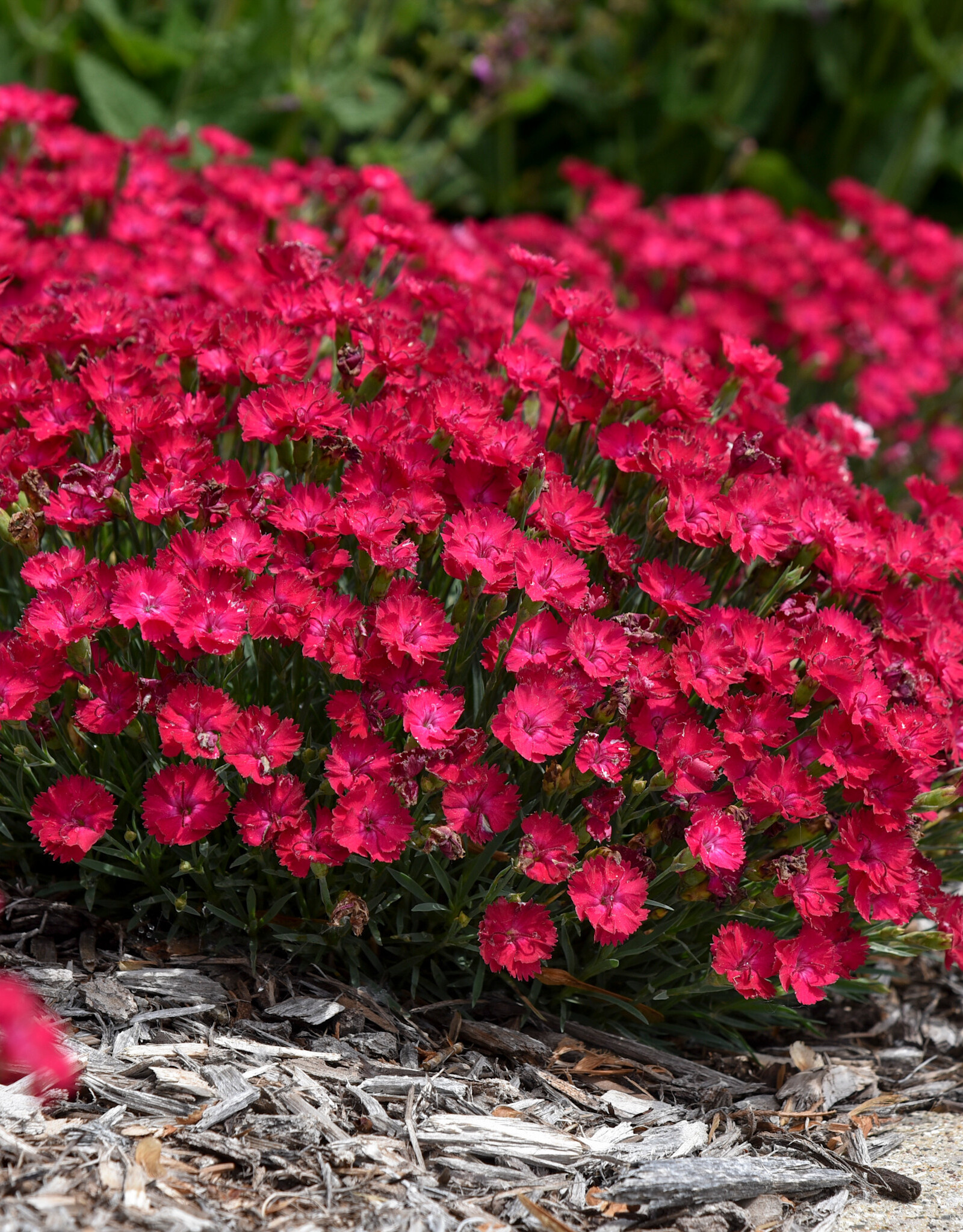 Proven Winners Dianthus 'Paint the Town Red' 3.5in PW
