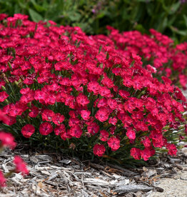 Proven Winners Dianthus 'Paint the Town Red' 3.5in PW