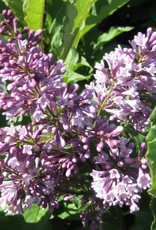 Bron and Sons Syringa x pres. 'Donald Wyman' #2 Lilac