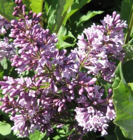 Bron and Sons Syringa x pres. 'Donald Wyman' #2 Lilac