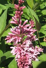 Bron and Sons Syringa x pres. 'James MacFarlane' #2 Lilac