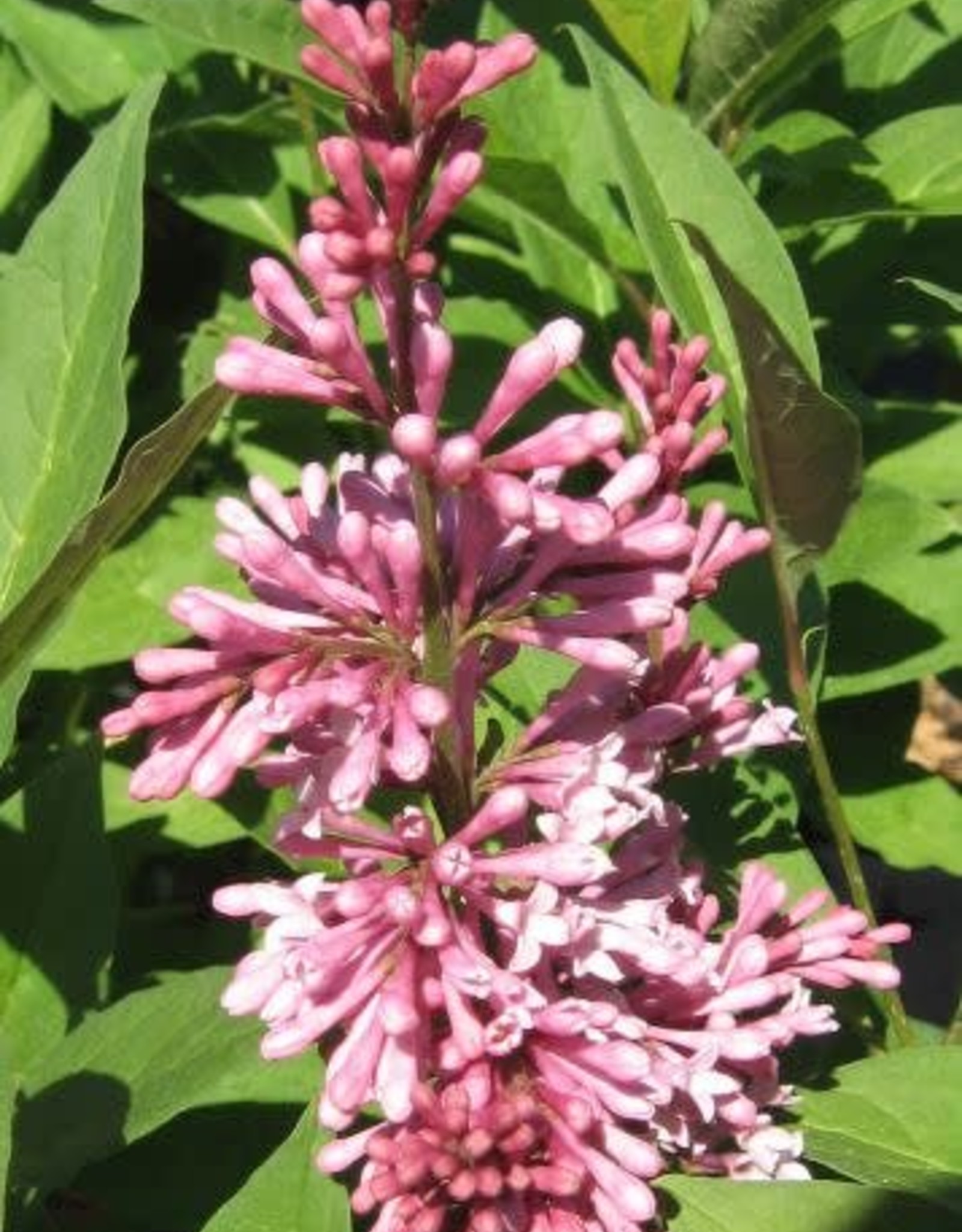 Bron and Sons Syringa x pres. 'James MacFarlane' #2 Lilac