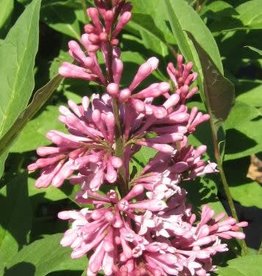 Bron and Sons Syringa x pres. 'James MacFarlane' #2 Lilac