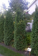 Bron and Sons Thuja occidentalis 'Skybound' #2 Skybound Cedar