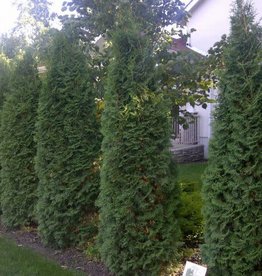 Bron and Sons Thuja occidentalis 'Skybound' #2 Skybound Cedar