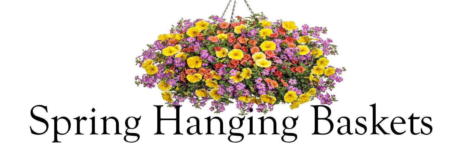 Hanging Baskets for Spring