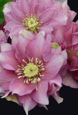 Walters Gardens Helleborus 'Maid of Honor' WEDDING PARTY® Series   #1 Lenten Rose