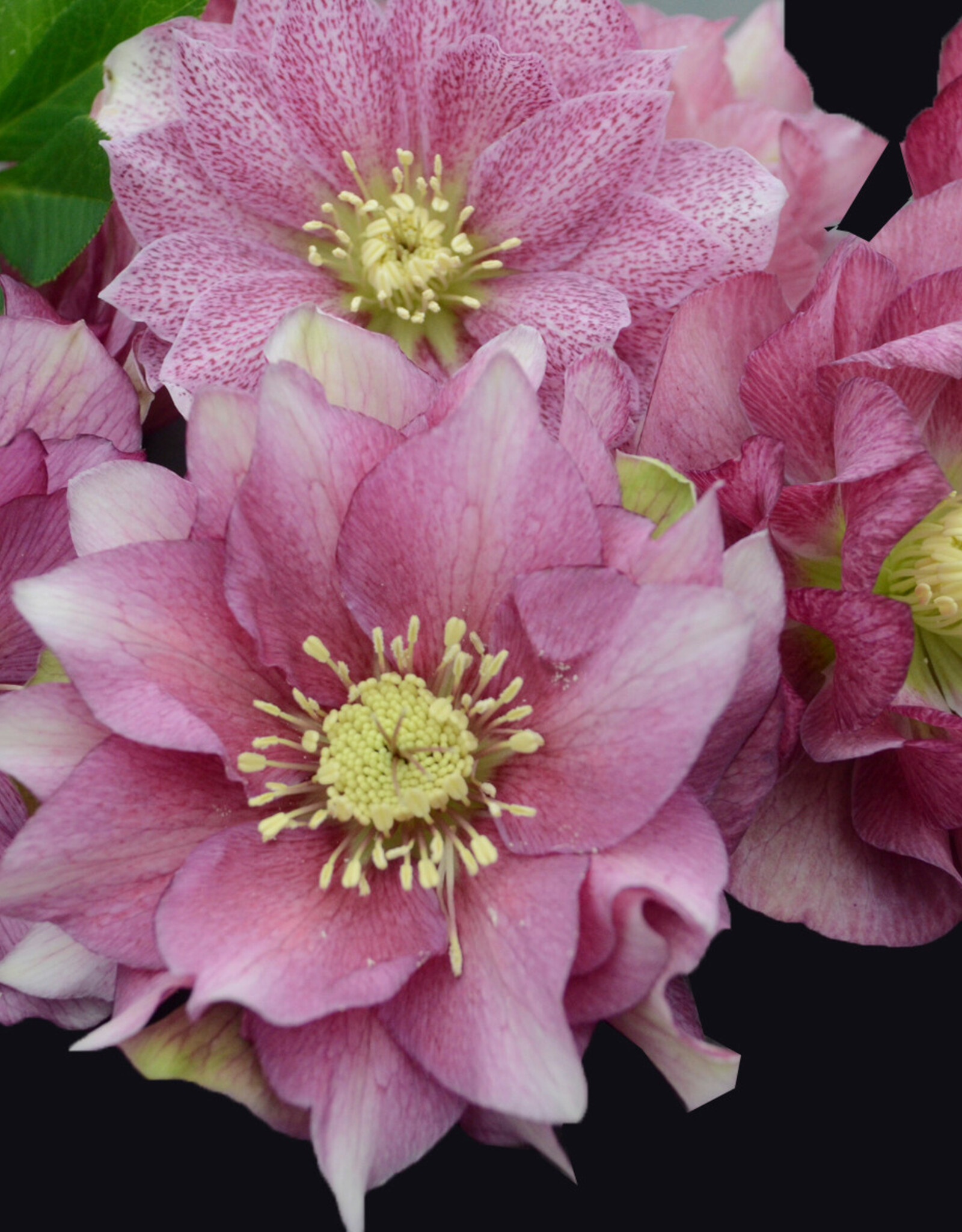 Walters Gardens Helleborus 'Maid of Honor' WEDDING PARTY® Series   #1 Lenten Rose